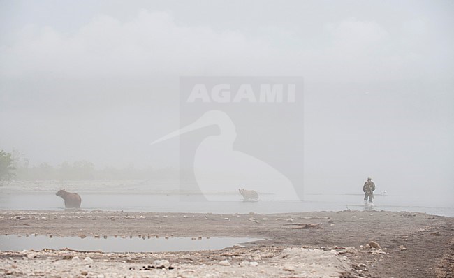Kamtsjatkabeer vissend, Kamchatka Brown Bear fishing stock-image by Agami/Sergey Gorshkov,