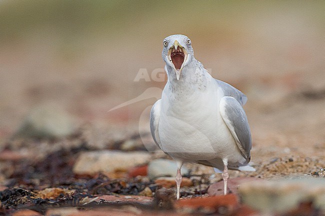  stock-image by Agami/Menno van Duijn,