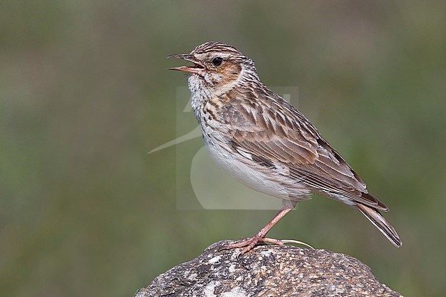 Woodlark (Lullula arborea ssp. pallida) perched on a rock and singing stock-image by Agami/Daniele Occhiato,