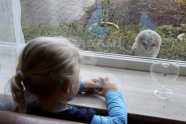 Meisje kijkt naar donsjong van de Bosuil; Little girl looking atTawny Owl chick stock-image by Agami/Chris van Rijswijk,