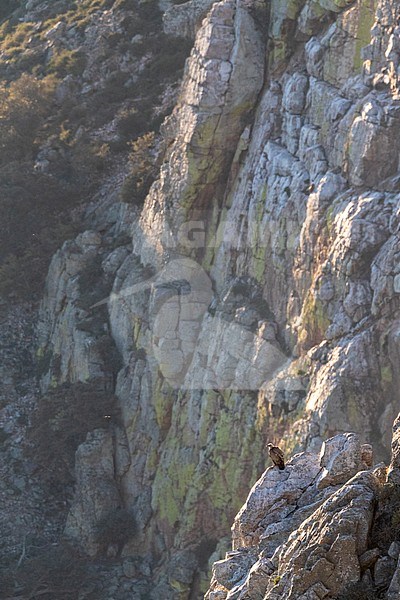 Lone Griffon Vulture (Gyps fulvus) perched on a steep cliff in Monfragüe national park, Extremadura in central Spain. stock-image by Agami/Marc Guyt,