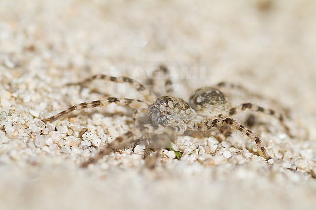 Arctosa cinerea - Flussuferwolfspinne, Kazakhstan stock-image by Agami/Ralph Martin,