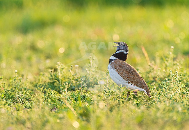 Little Bustard (Tetrax tetrax) at a lek in Catalonia, Spain. stock-image by Agami/Marc Guyt,