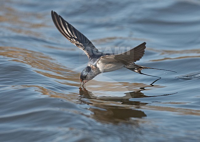Boerenzwaluw drinkend in de vlucht; Barn Swallow drinking in flight stock-image by Agami/Jari Peltomäki,