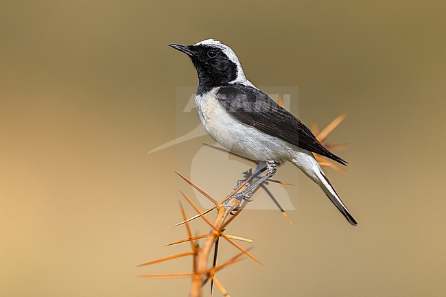 Male Eastern Black-eared Wheatear, Oenanthe melanoleuca, in Georgia. stock-image by Agami/Daniele Occhiato,