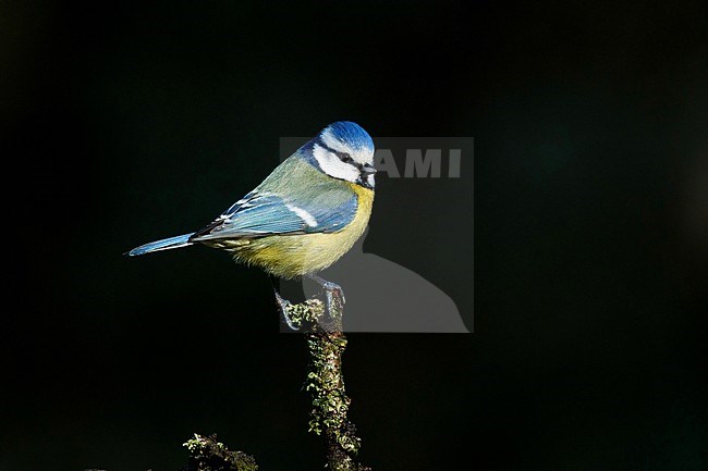 Blue Tit (Cyanistes caeruleus) perched stock-image by Agami/Walter Soestbergen,
