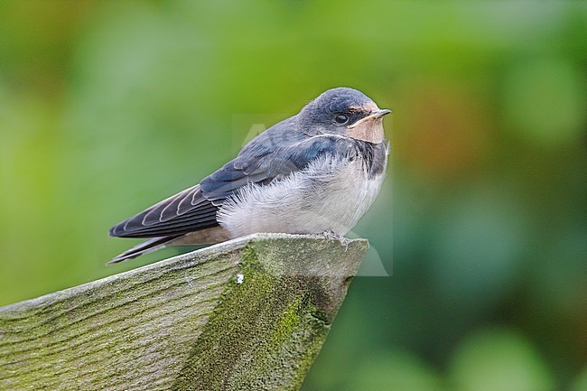 Barn Swallow juvenile stock-image by Agami/Wil Leurs,