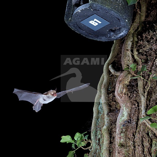 Franjestaart vliegend voor vleermuizenkast, Natterer's Bat flying in front of batbox stock-image by Agami/Theo Douma,