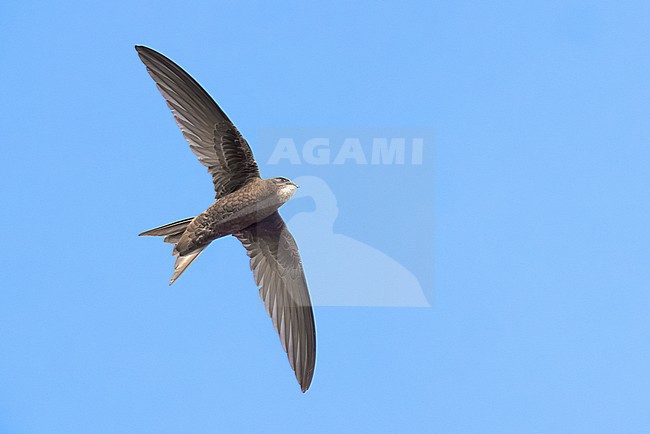Common Swift, Apus apus, in Italy. Seen from below. stock-image by Agami/Daniele Occhiato,