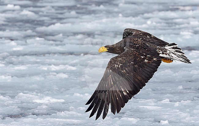 Onvolwassen Steller-zeearend in vlucht, Juvenile Stellers Sea-eagle in flying stock-image by Agami/Markus Varesvuo,
