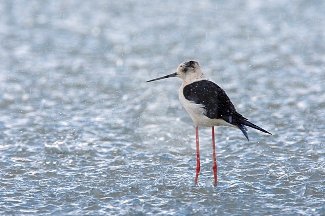 Steltkluut volwassen in water; Black-winged Stilt adult in water stock-image by Agami/Daniele Occhiato,