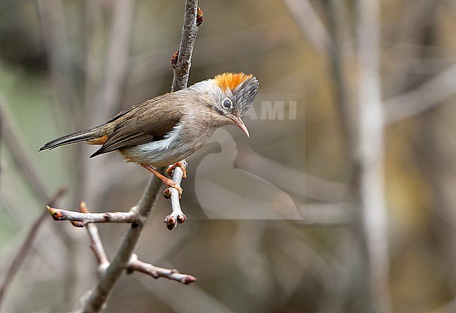Rufous-vented Yuhina (Yuhina occipitalis) in Northeast India. stock-image by Agami/Dani Lopez-Velasco,