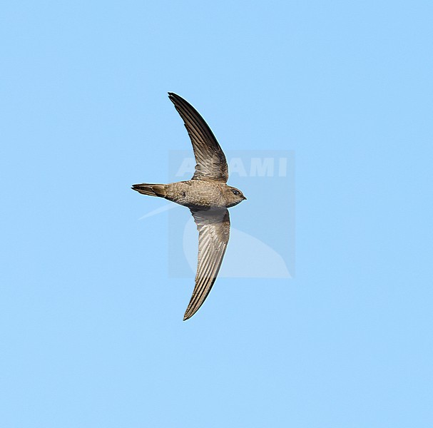 Cape Verde Swift (Apus alexandri) flying against a blue sky as a background, Cape Verde stock-image by Agami/Tomas Grim,