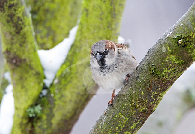 Mannetje Huismus; Male House Sparrow stock-image by Agami/Marc Guyt,