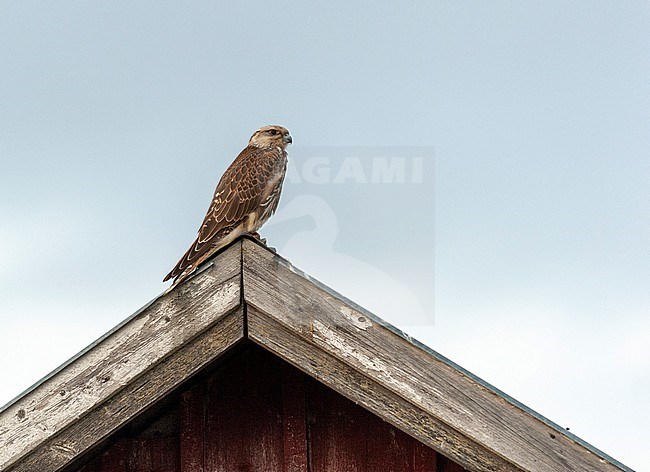 Immature Saker Falcon (Falco cherrug). Side view of an escaped bird perched on roof ridge against pale blue sky. This endangered species breeds in Eurasian steppe areas and is still widely trapped for falconers in the Middle East stock-image by Agami/Markku Rantala,