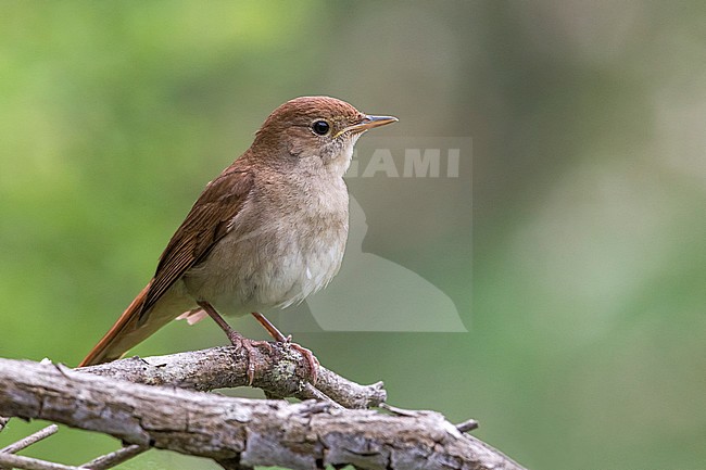 Nachtegaal; Nightingale stock-image by Agami/Daniele Occhiato,