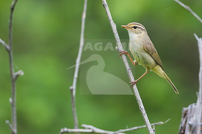 Radde's Warbler,  Phylloscopus schwarzi, Russia, adult stock-image by Agami/Ralph Martin,