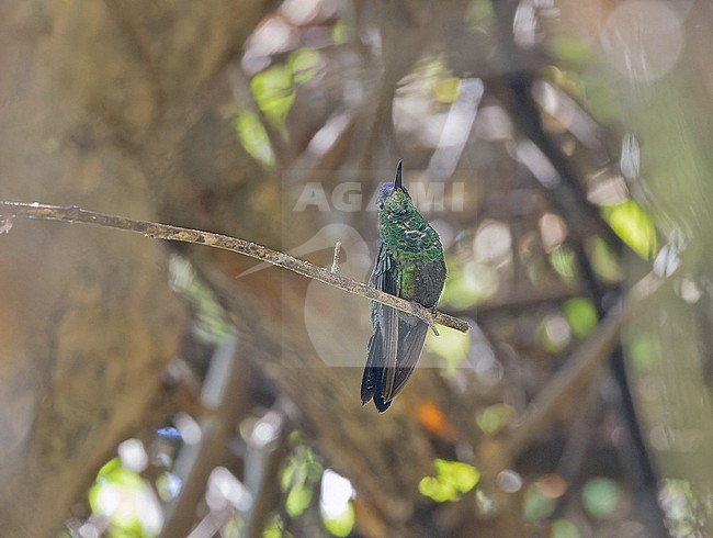 Mexican Woodnymph (Eupherusa ridgwayi) in Western Mexico. stock-image by Agami/Pete Morris,