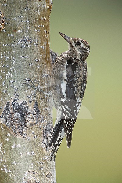 Immature Yellow-bellied Sapsucker (Sphyrapicus varius)
Kern Co., California, USA
October 2002 stock-image by Agami/Brian E Small,