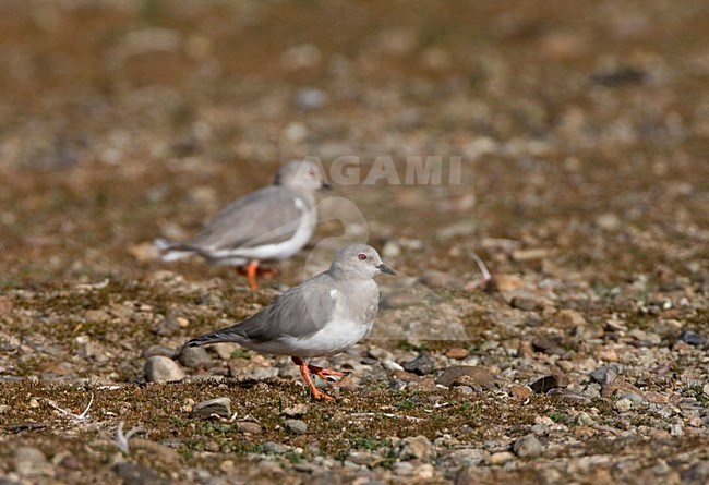 Magelhaenplevier op het strand; Magellanic Plover on the shore stock-image by Agami/Marc Guyt,