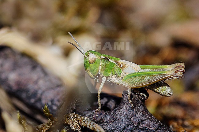 Knopsprietje, Mottled Grasshopper stock-image by Agami/Casper Zuijderduijn,