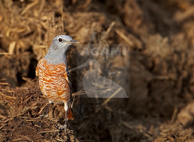 Onvolwassen Mannetje Rode Rotslijster; Immature Male Rufous-tailed Rock Thrush stock-image by Agami/Markus Varesvuo,