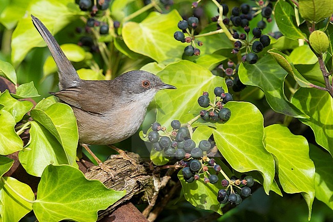 Sardinian Warbler (Sylvia melanocephala), side view of an adult female perched among European Ivy leaves. stock-image by Agami/Saverio Gatto,