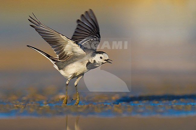 Adult White Wagtail (Motacilla alba) in Italy. Taking off from the edge of a small lake. stock-image by Agami/Daniele Occhiato,