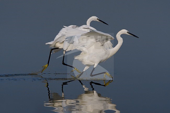 Little Egret foraging; Kleine Zilverreiger foeragerend stock-image by Agami/Daniele Occhiato,