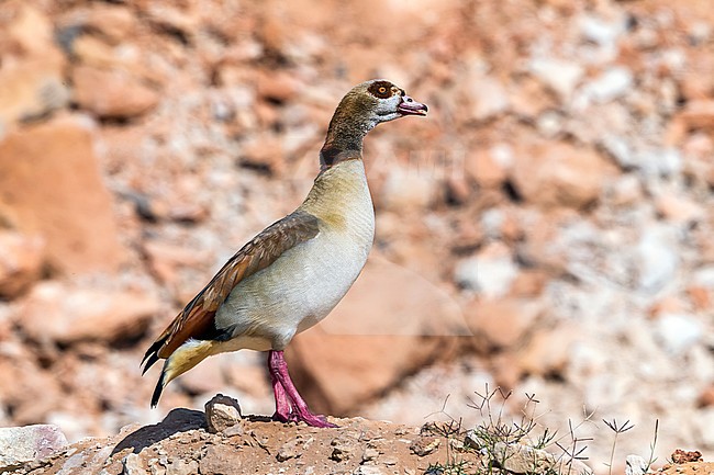 Male Egyptian Goose on his rock near Abu Simbel, Egypt. January 09, 2012. stock-image by Agami/Vincent Legrand,