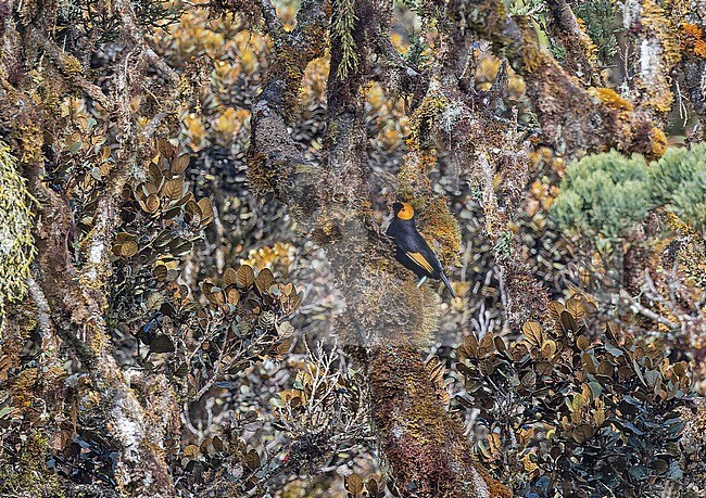 MacGregor's Honeyeater (Macgregoria pulchra) in West Papua, Indonesia. Also known as giant wattled honeyeater, MacGregor's giant honeyeater, MacGregor's bird of paradise, and ochre-winged honeyeater stock-image by Agami/Pete Morris,