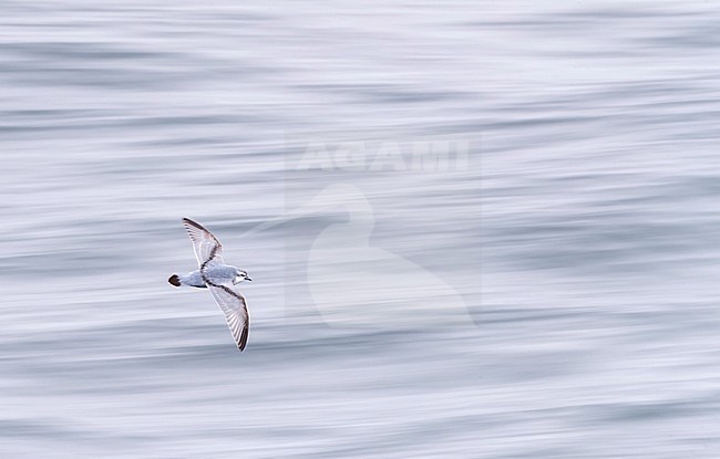 Fulmar Prion (Pachyptila crassirostris) in flight over the southern pacific ocean of subantarctic New Zealand. Flying low over the water surface, seen from above. stock-image by Agami/Marc Guyt,