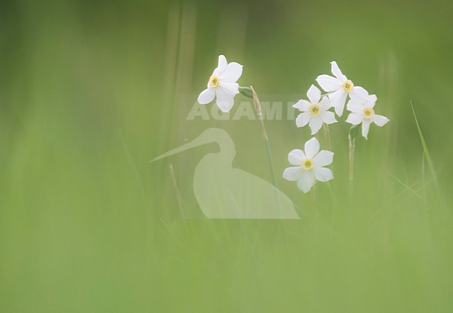 Bloeiende Witte narcissen, Flowering Poet's Daffodil stock-image by Agami/Rob de Jong,