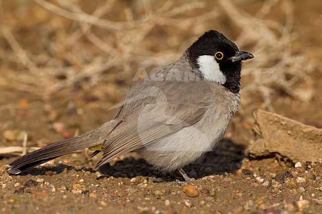 Witoorbuulbuul; White-eared Bulbul stock-image by Agami/Daniele Occhiato,