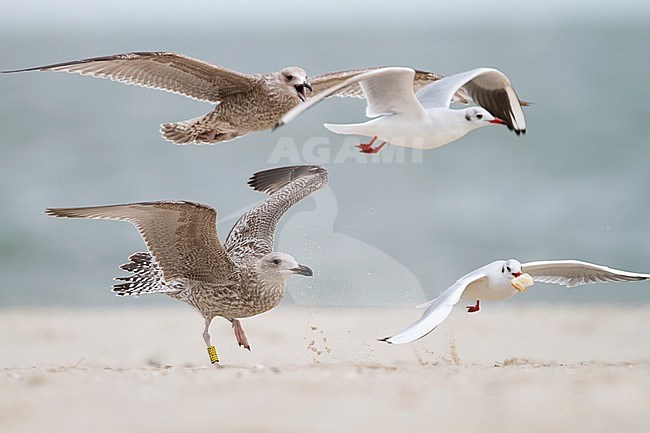 Herring Gull - Silbermöwe - Larus argentatus, Germany, 1st Winter stock-image by Agami/Ralph Martin,