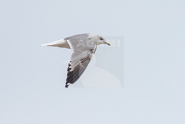 2nd cycle Russian Common Gull (Larus canus heinei) flying over the shore of Shirvan NP, Azerbijan. stock-image by Agami/Vincent Legrand,