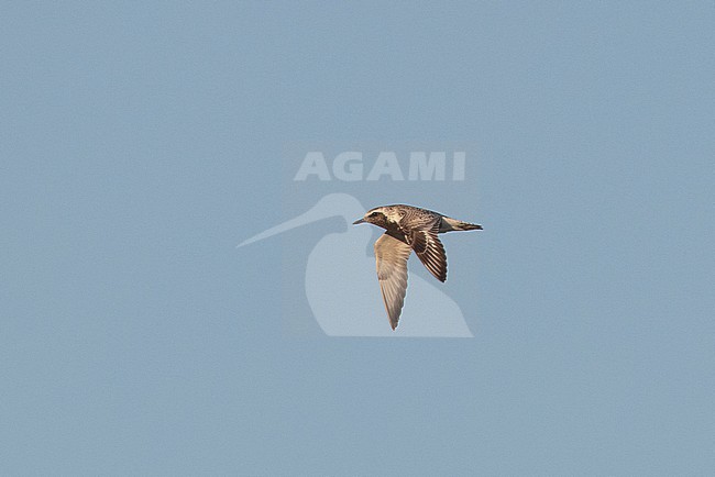Adult Grey Plover (Pluvialis squatarola) in flight during late summer in the Netherlands. Also known as Black-bellied Plover stock-image by Agami/Edwin Winkel,