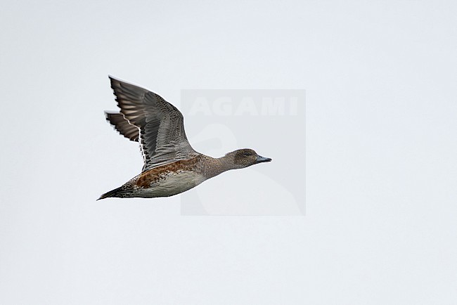 first calendar year female eurasian widgeon (anas penelope) in flight, found at Fehmarn at the Baltic Sea in Germany stock-image by Agami/Mathias Putze,