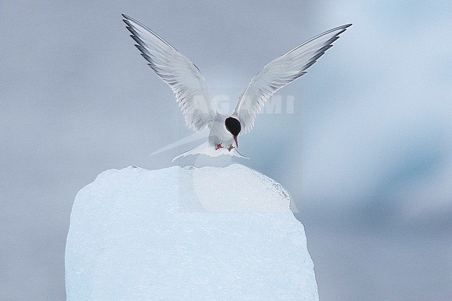 Arctic Tern (Sterna paradisaea), adult in flight, Southern Region, Iceland stock-image by Agami/Saverio Gatto,