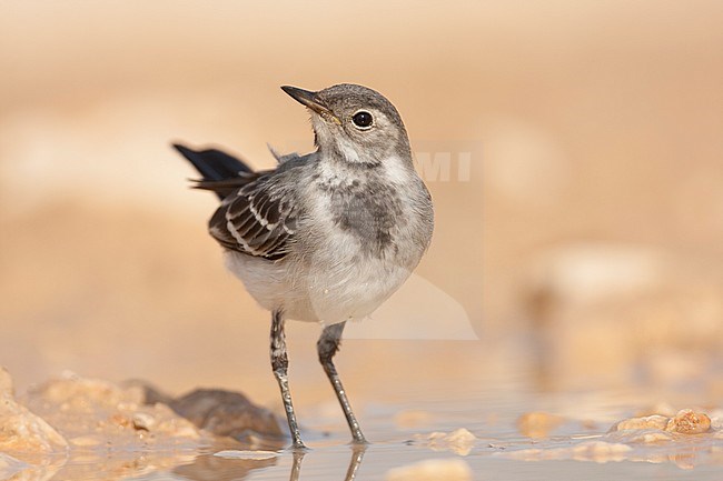 White Wagtail - Bachstelze - Motacilla alba ssp. alba, Croatia, juvenile stock-image by Agami/Ralph Martin,