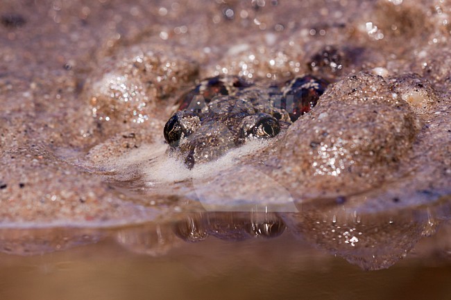 Knoflookpad, Common Spadefoot stock-image by Agami/Theo Douma,