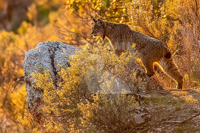 Female Iberian lynx (Lynx pardinus) named Datura standing over a rock watching the valley, Sierra Morena, Andujar, Andalucia, Spain. stock-image by Agami/Vincent Legrand,
