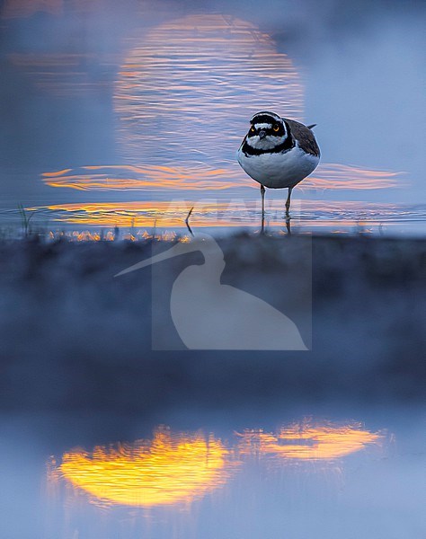 Little Ringed Plover (Charadrius dubius) in Italy. stock-image by Agami/Daniele Occhiato,