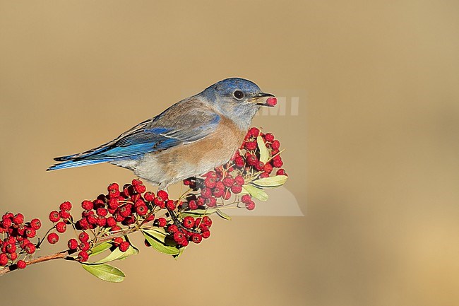 Adult male
Santa Barbara Co., CA
November 2022 stock-image by Agami/Brian E Small,