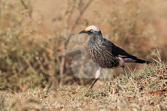 white-crowned starling (Lamprotornis albicapillus) walking on the ground, found at Negele Borana in Ethiopia stock-image by Agami/Mathias Putze,