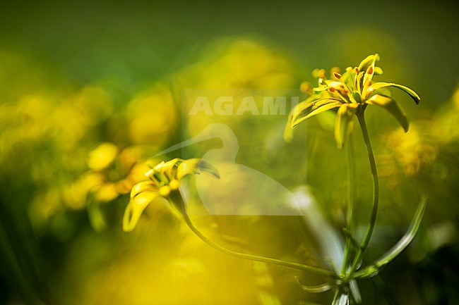 Bosgeelster, Yellow Star-of-Bethlehem, Gagea lutea stock-image by Agami/Wil Leurs,