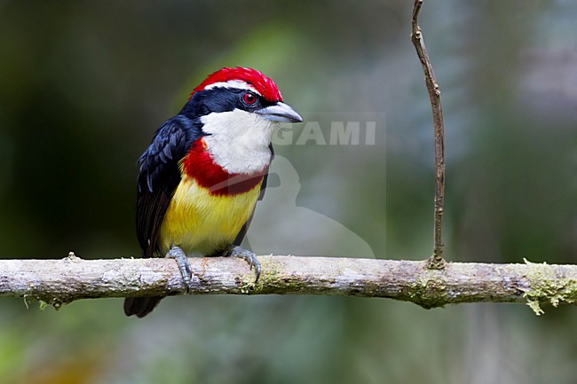 Roodbandbaardvogel, Scarlet-banded Barbet, Capito wallacei stock-image by Agami/Dubi Shapiro,