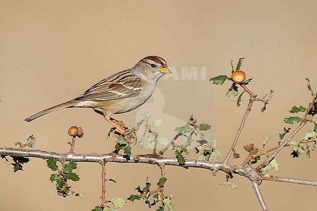 Immature
Santa Barbara Co., CA
November 2022 stock-image by Agami/Brian E Small,