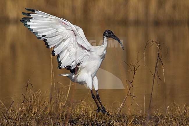 Heilige Ibis; Sacred Ibis stock-image by Agami/Daniele Occhiato,