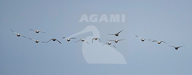 Flock of Common Eiders (Somateria mollissima) flying off Utö in Finland. stock-image by Agami/Markus Varesvuo,